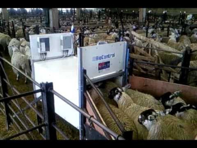 Sheep RFID Race